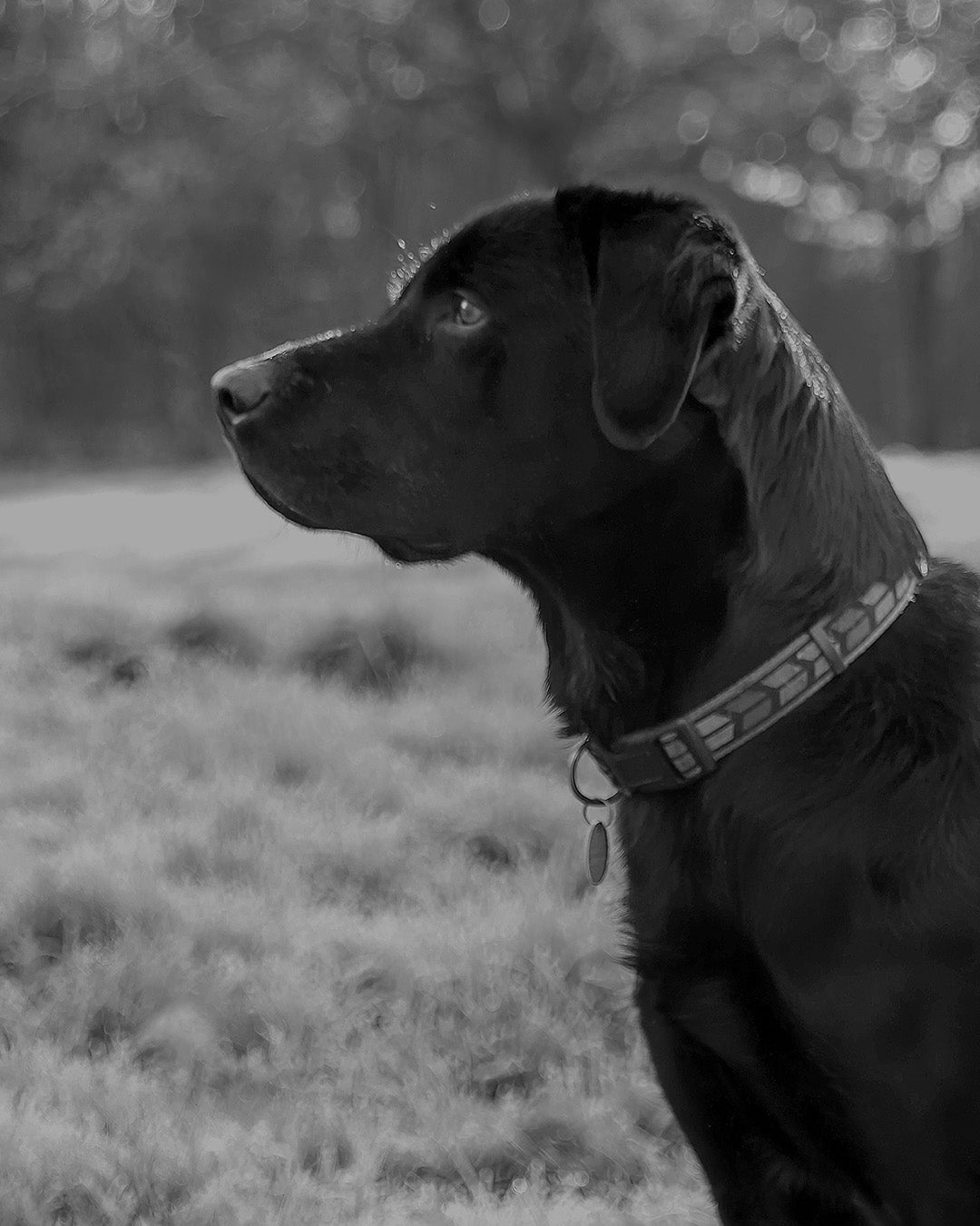 Black dog with a collar standing in a grassy field