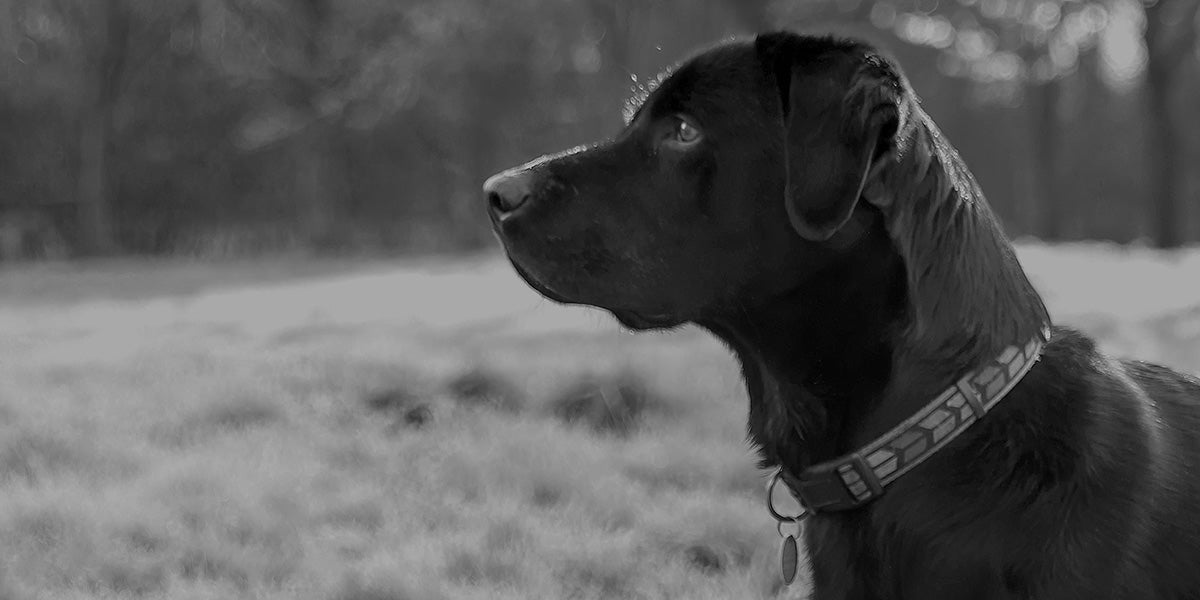 Dog sitting in a field with a collar, black and white photo